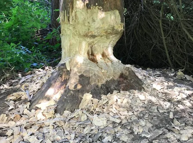 בית הארחה Zakatek