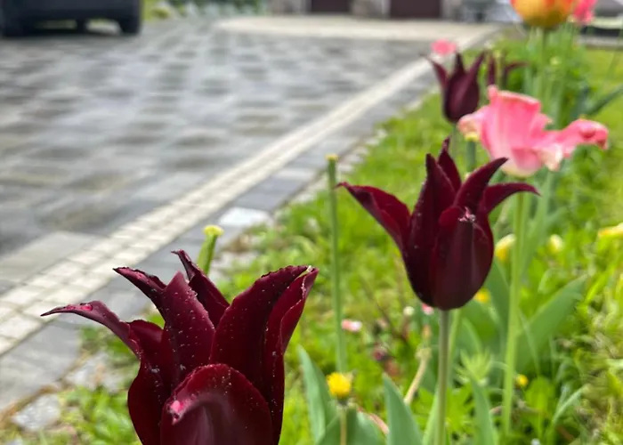 Zakatek Wysowa-Zdrój